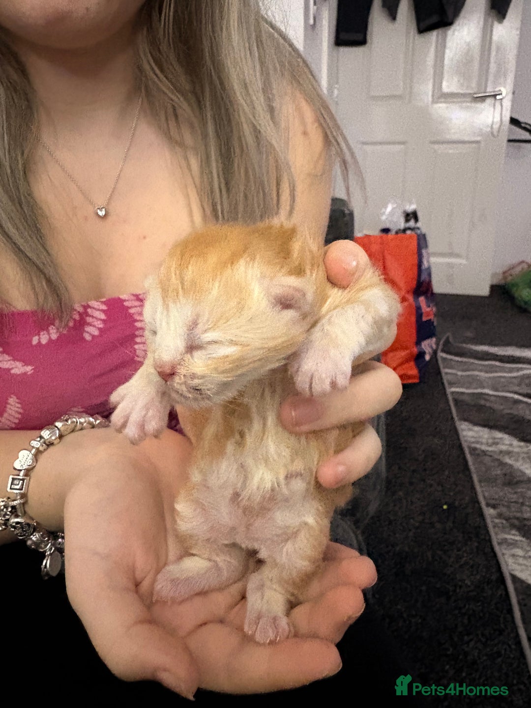 Mixed Breed cats for sale: Himalayan x Mainecoon  - Advert 5