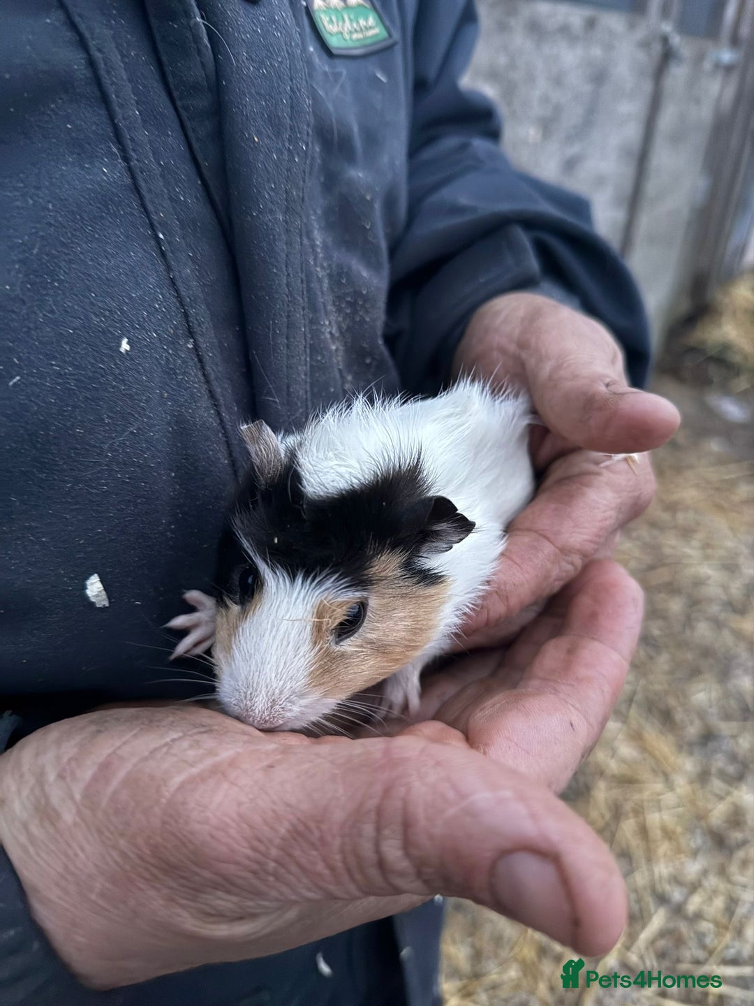 Guinea Pig rodents for sale: 20 lovely guinea pigs for sale  - Advert 34