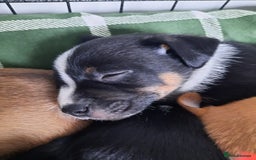 Jack Russell dogs for sale: Mini jack russells  - Image 18