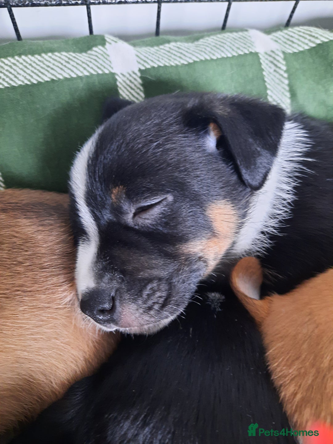 Jack Russell dogs for sale: Mini jack russells  - Image 18