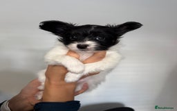 Papillon dogs for sale: KC reg petite Papillon puppies for forever homes - Image 5