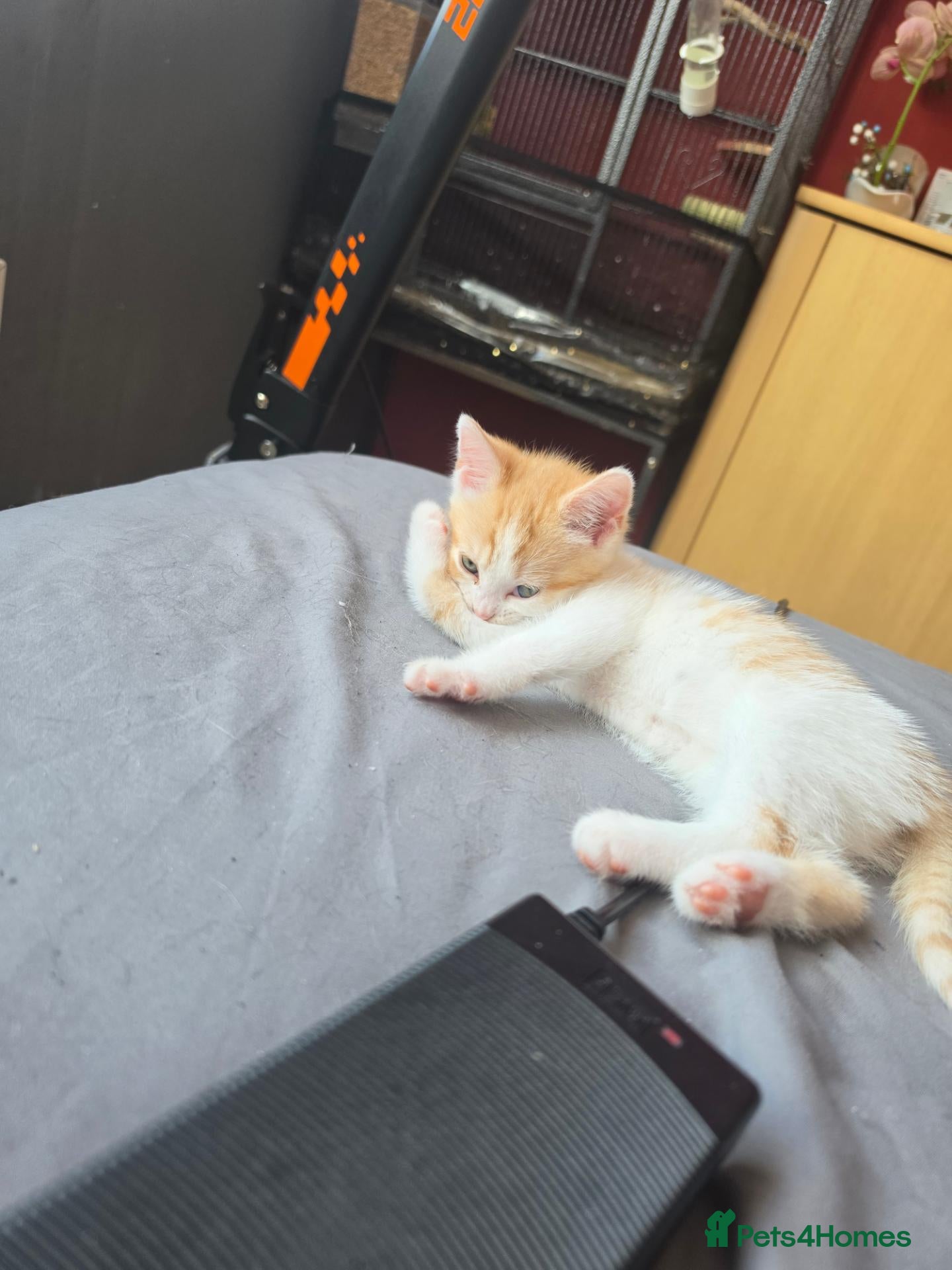 Mixed Breed cats Lovely female kitten for sale - Advert 2
