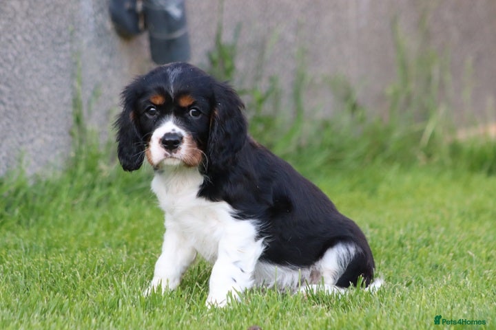 Cavalier King Charles Spaniel dogs Beautiful Cavalier King Charles Spaniel puppies - Advert 1