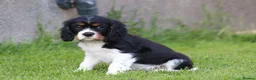 Cavalier King Charles Spaniel dogs for sale: Beautiful Cavalier King Charles Spaniel puppies - Advert 16