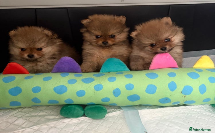 Pomeranian dogs - Advert 6