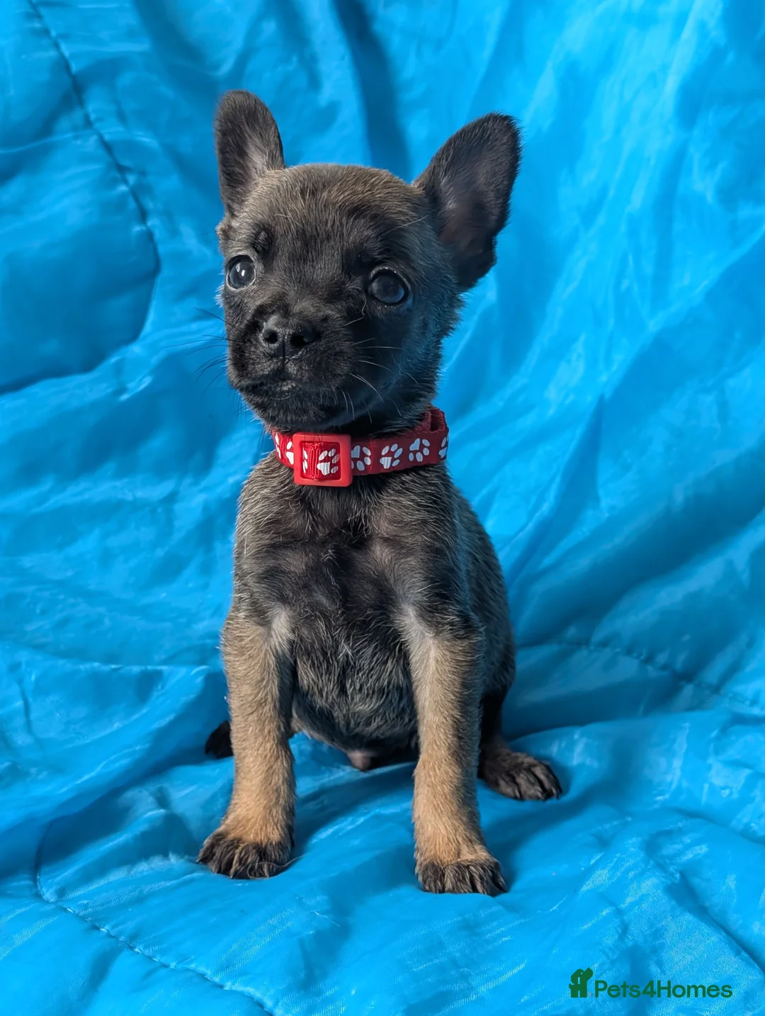 Mixed Breed dogs for sale:  adorable Mali mix  puppies in Llanelli - Advert 19