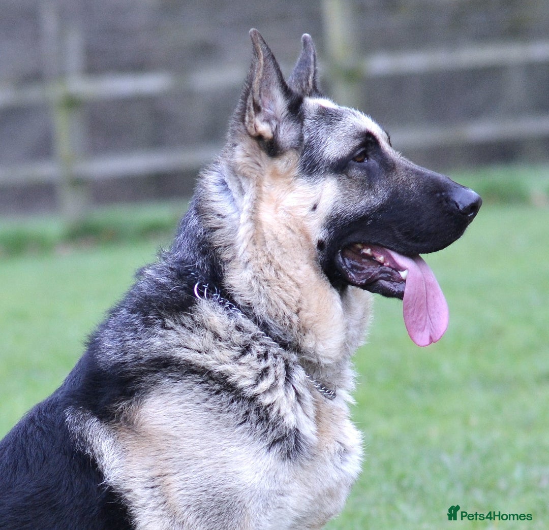 German Shepherd dogs for sale: ⚡RARE EAST EUROPEAN SHEPHERD PUPPIES AVAILABLE⚡ - Image 22