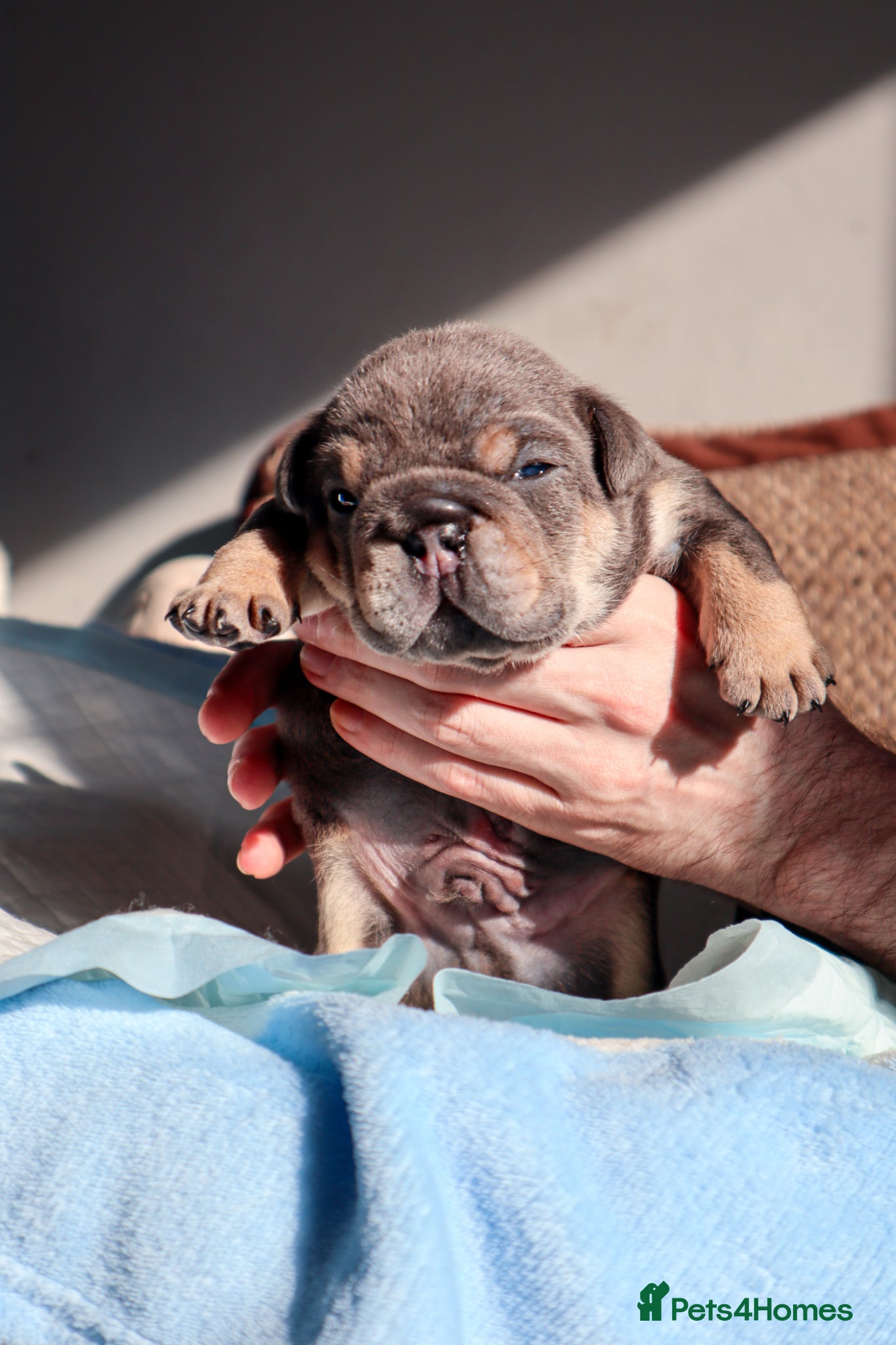 English Bulldog dogs KC English bulldog puppies  - Advert 8