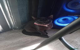 Mixed Breed cats for sale: Free 18 weeks 2 kittens free  - Image 3
