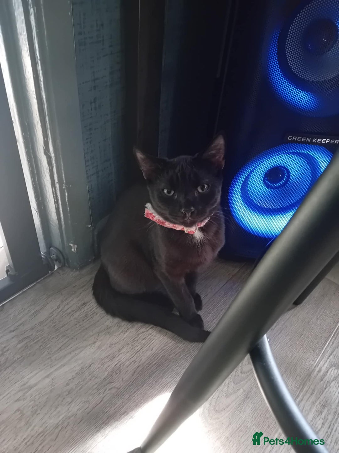 Mixed Breed cats for sale: Free 18 weeks 2 kittens free  - Image 3