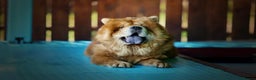 Chow Chow dogs for sale: KC REGISTERED CHOW CHOW GIRL - Advert 1