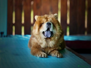 Chow Chow dogs KC REGISTERED CHOW CHOW GIRL - Advert 1