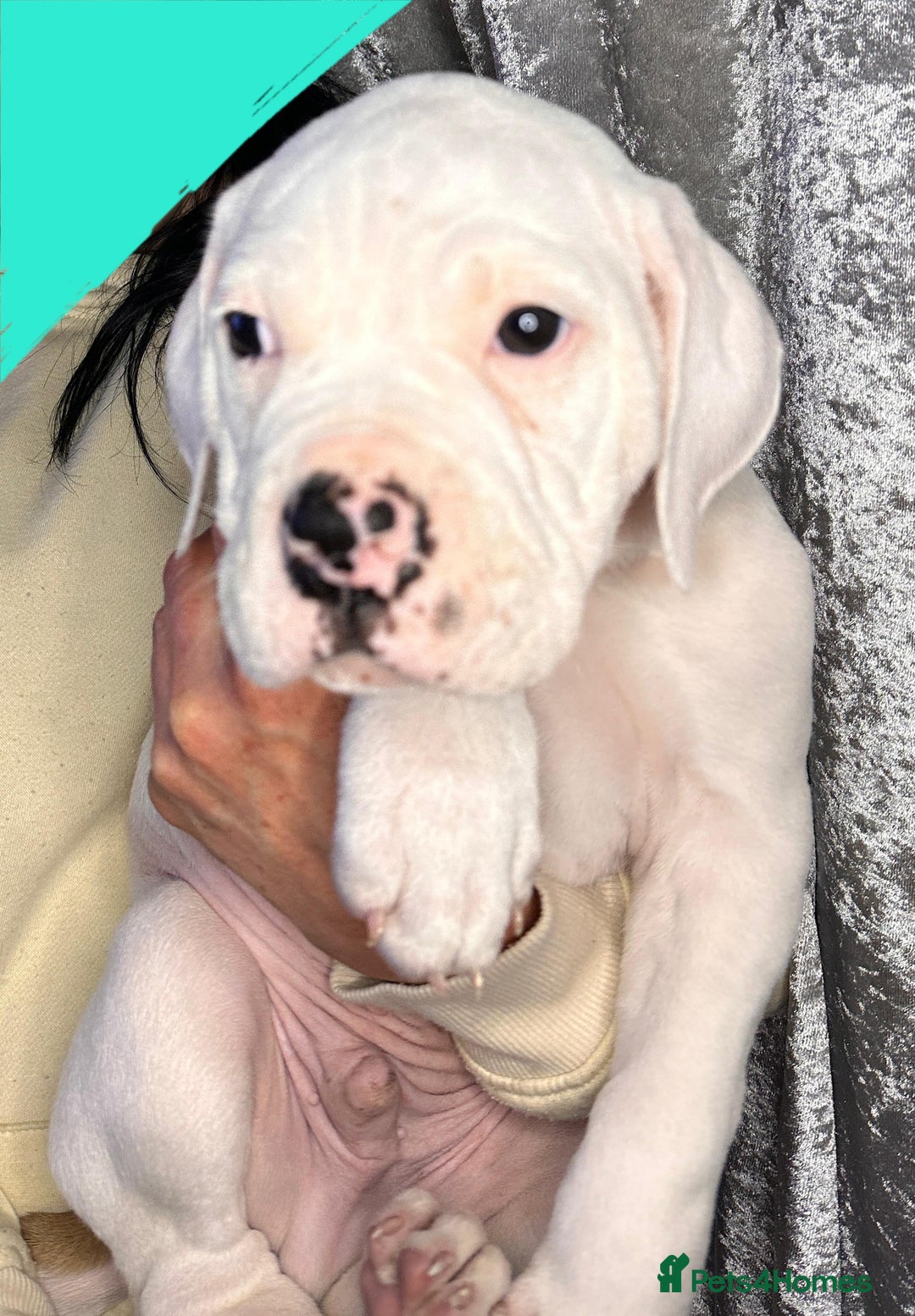 American Bulldog dogs for sale: American Bulldog Puppies – Ready Now! - Image 12