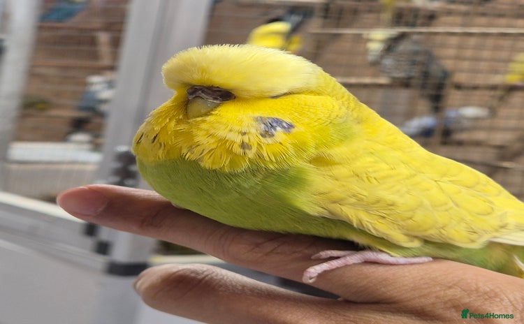 Budgerigars birds - Advert 2