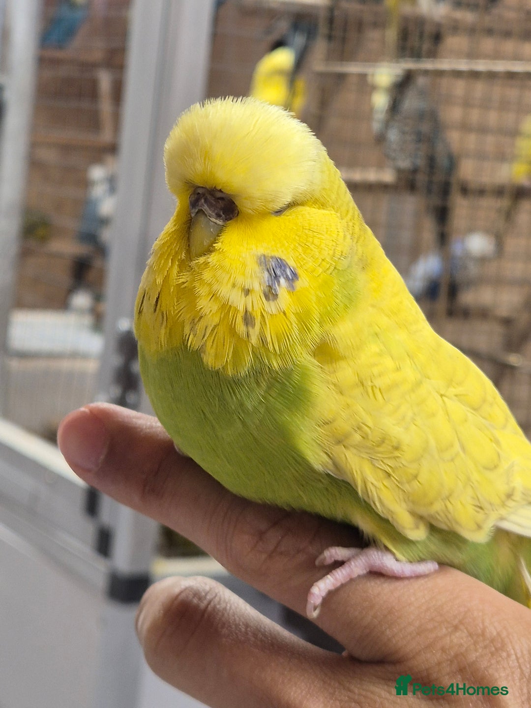 Budgerigars birds for sale: auction until the 17th next Wednesday - Image 1