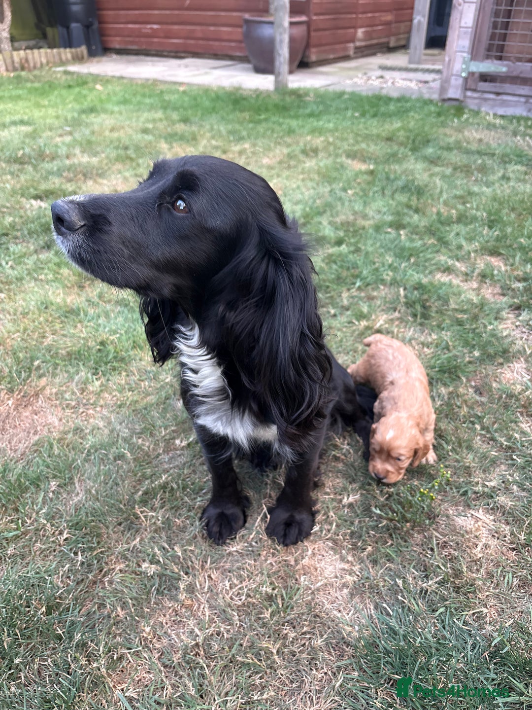 Cocker Spaniel dogs for sale: Working Cocker Spaniel from Exceptional FTCh Lines - Image 7