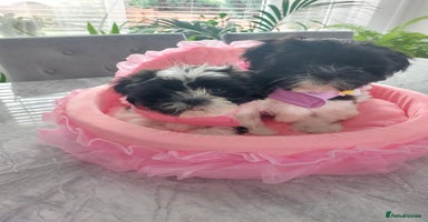 Shih Tzu dogs - Advert 3
