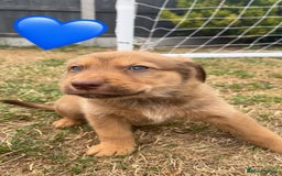Mixed Breed dogs for sale: Rottweiler mixed with German Shepherds in Shrewsbury - Image 7