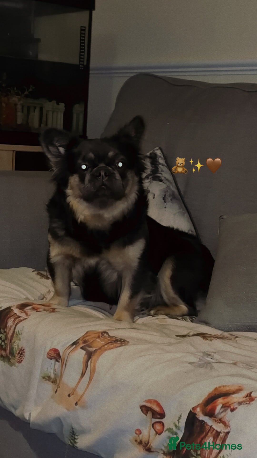 French Bulldog dogs for sale: Winnie the fluffy frenchie - Advert 1