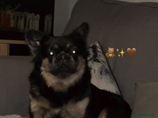 French Bulldog dogs Winnie the fluffy frenchie - Advert 1