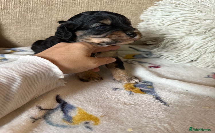 Cavapoo dogs for sale - Advert 2