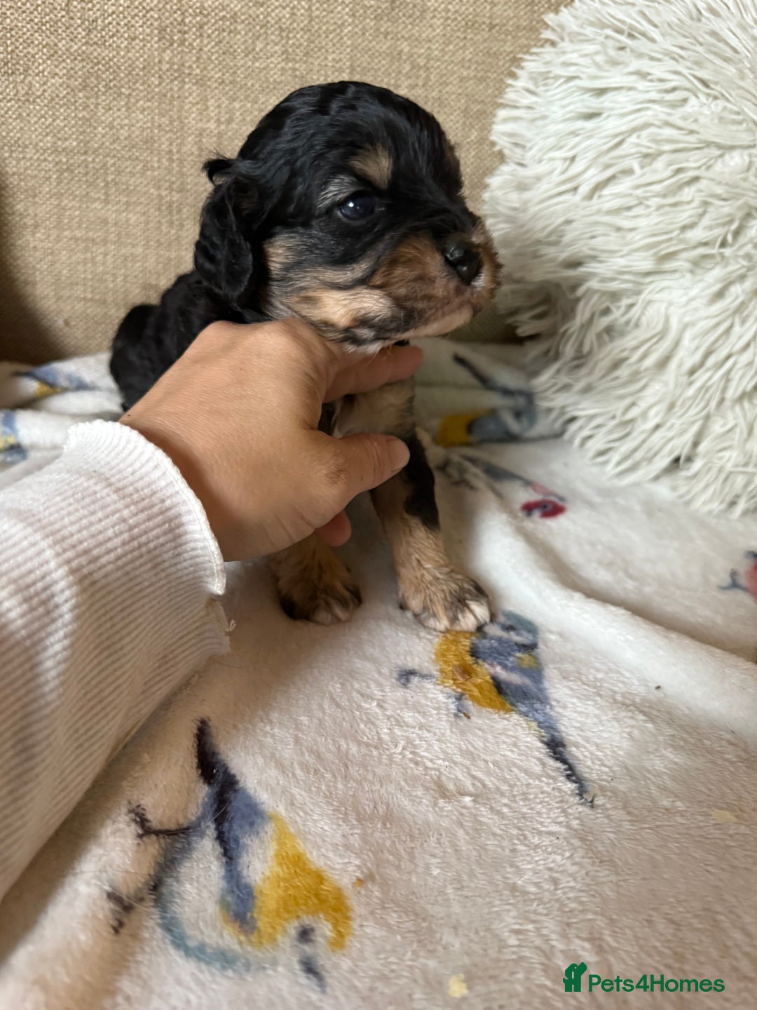 Cavapoo dogs for sale: Beautiful tri f1 toy cavapoo male - Image 1
