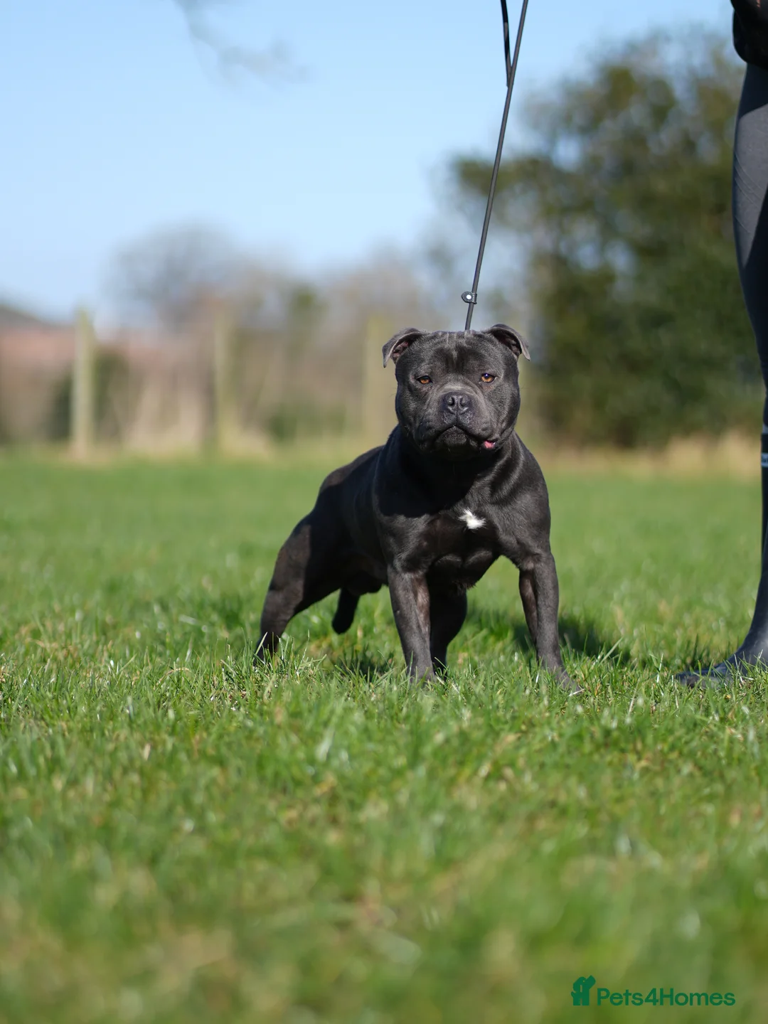Staffordshire Bull Terrier dogs for stud: Quality health tested blue Stafford stud  - Advert 1