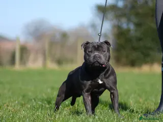 Staffordshire Bull Terrier dogs Quality health tested blue Stafford stud - Advert 4