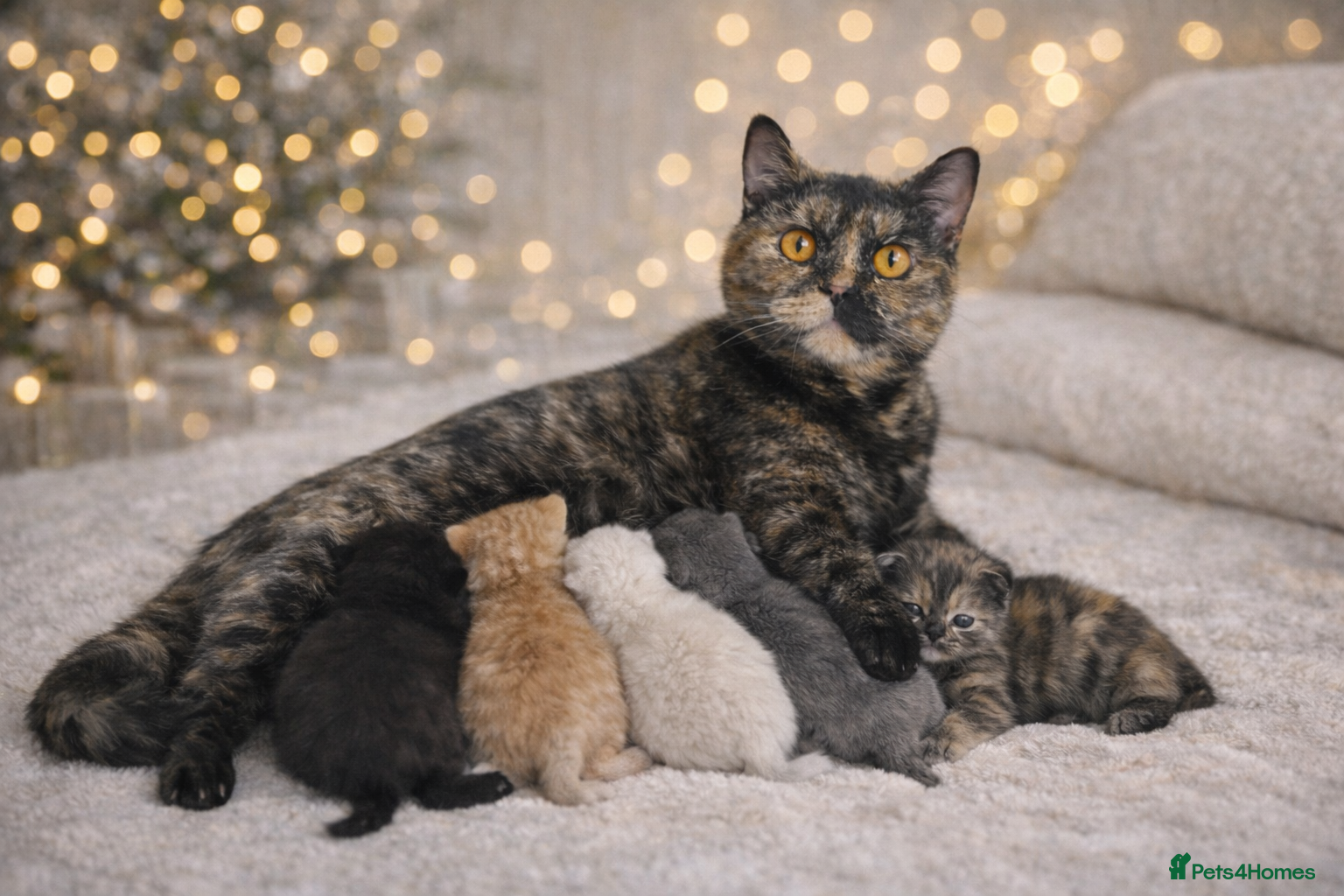 British Shorthair cats Outstanding British Shorthair Kittens - Advert 1