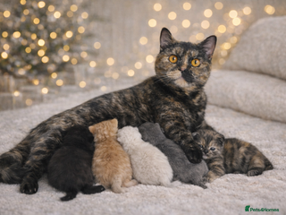 British Shorthair cats Outstanding British Shorthair Kittens - Advert 1