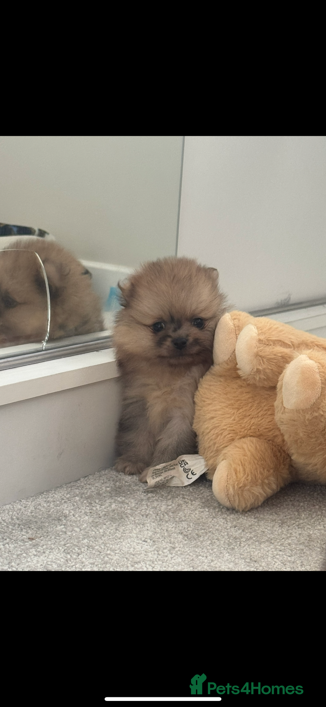 Pomeranian dogs for sale: Xs Merle Pomeranian pup⭐️⭐️⭐️ - Image 6