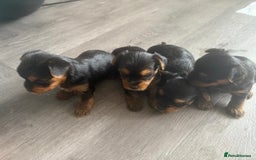 Yorkshire Terrier dogs for sale: 6 Beautiful yorkshire terrier puppy’s, 3 LEFT!!! - Image 2