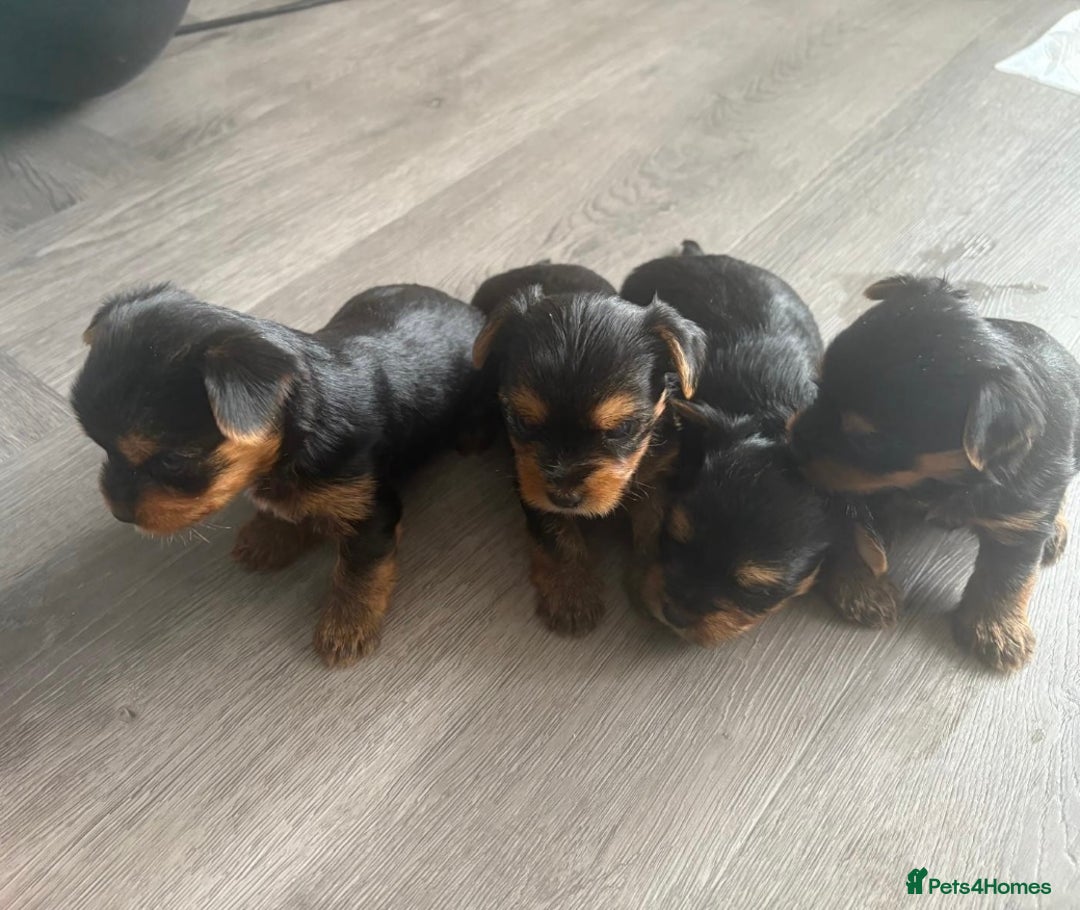 Yorkshire Terrier dogs for sale: 6 Beautiful yorkshire terrier puppy’s, 3 LEFT!!! - Image 2