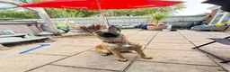 Belgian Shepherd Dog dogs for sale: Belgian mals  - Advert 3