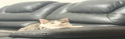 Domestic Shorthair cats for sale: Beautiful Domestic Short Hair  in Leicester - Advert 8