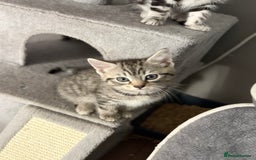 Mixed Breed cats for sale: 5 cute kittens for sale.  - Image 10