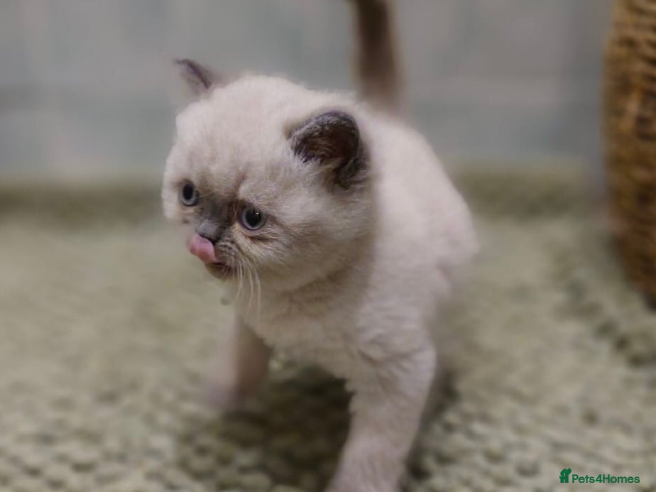 Persian cats Blue colour point exotic kitten  - Advert 1