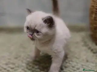 Persian cats Blue colour point exotic kitten - Advert 13