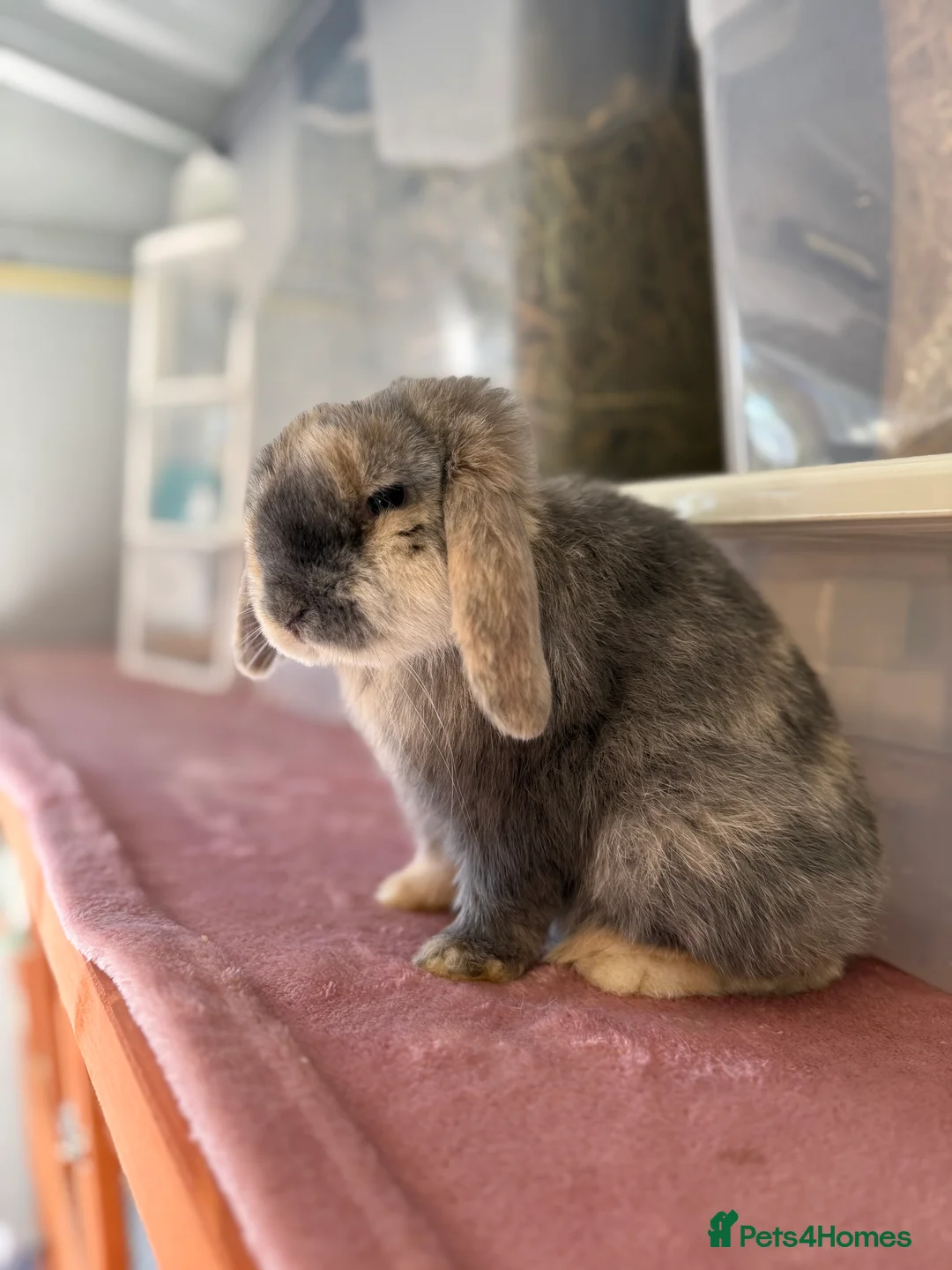 Mini Lop rabbits for sale: Young Female Mini Lop,Blue Harlequin VM- PET HOME  - Advert 2