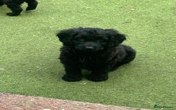 Cockapoo dogs for sale: Beautiful miniature Teddybear Cockapoo  puppies  - Image 33