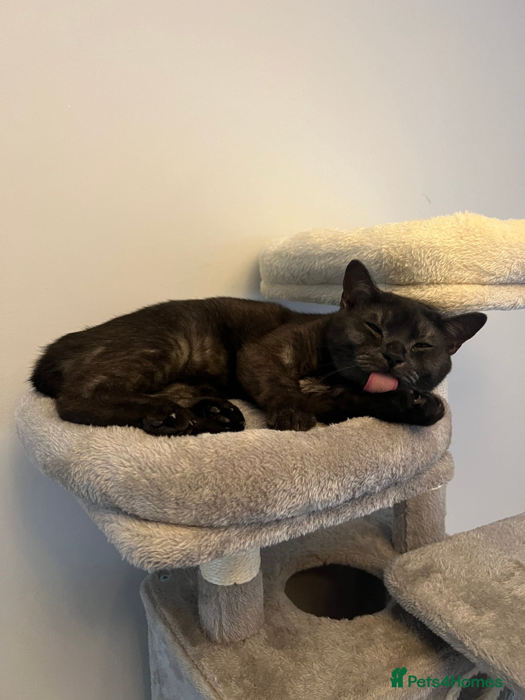 Mixed Breed cats for sale: British shorthair mixed breed  - Advert 3