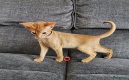 Abyssinian cats for sale: Available NOW 🤩Abyssinian kittens 😍 in Lincoln - Image 20
