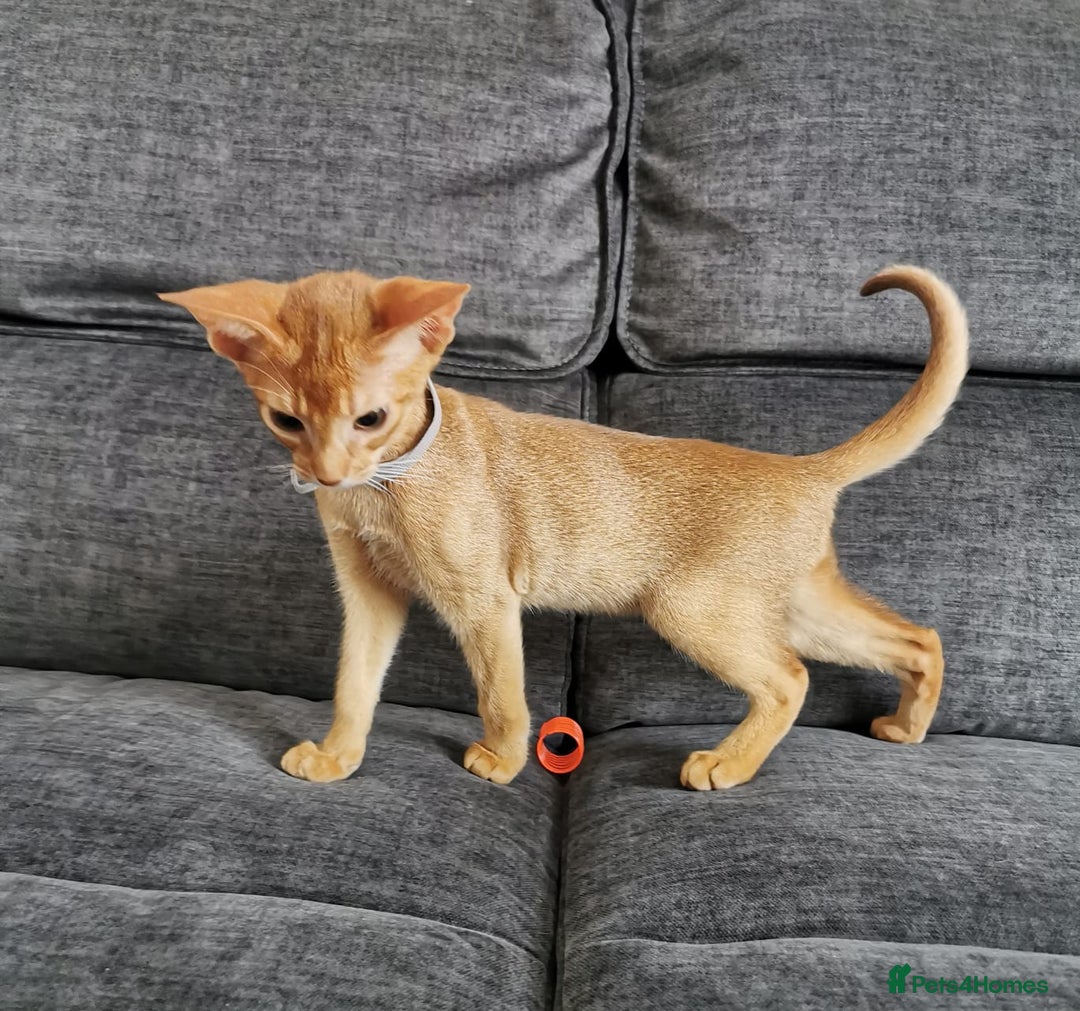Abyssinian cats for sale: Available NOW 🤩Abyssinian kittens 😍 in Lincoln - Image 20