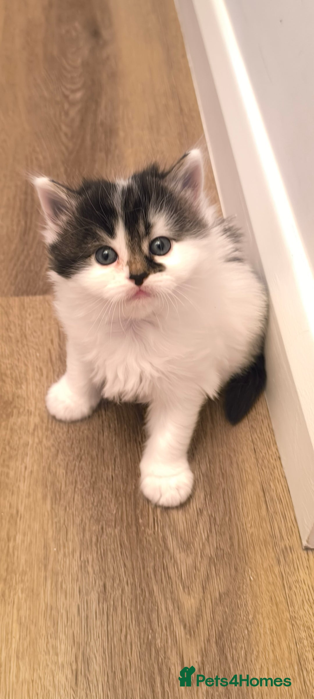 Mixed Breed cats for sale: Beautiful kittens are looking for a new family. - Advert 5