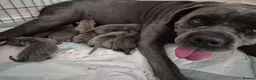 Cane Corso dogs for sale: Cane Corso Puppies - Advert 11