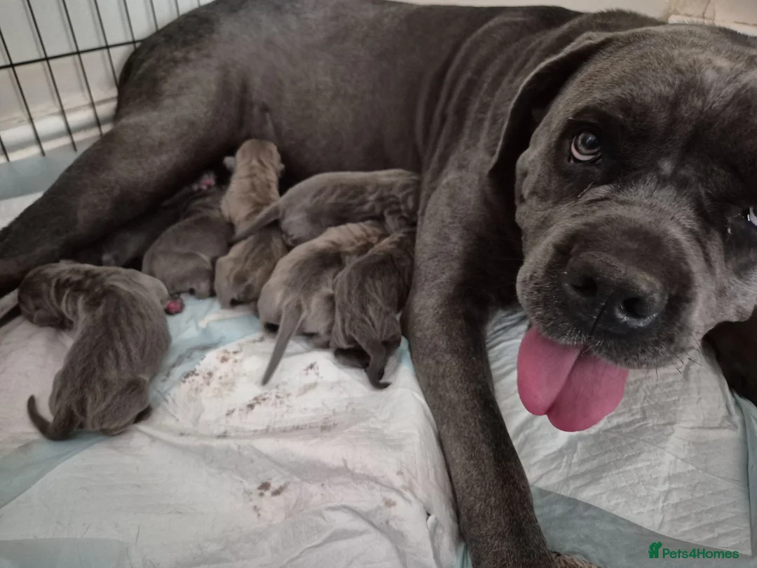 Cane Corso dogs for sale: Cane Corso Puppies - Advert 11