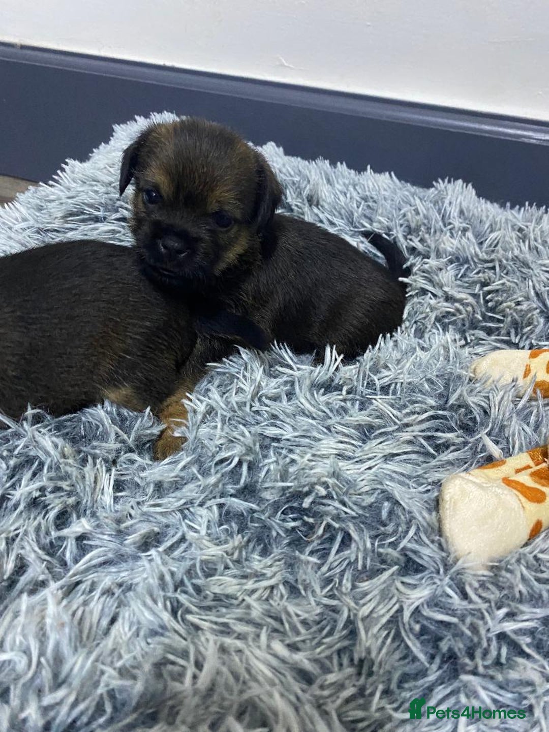 Border Terrier dogs for sale: Beautiful Border Terrier puppies for sale - Advert 16