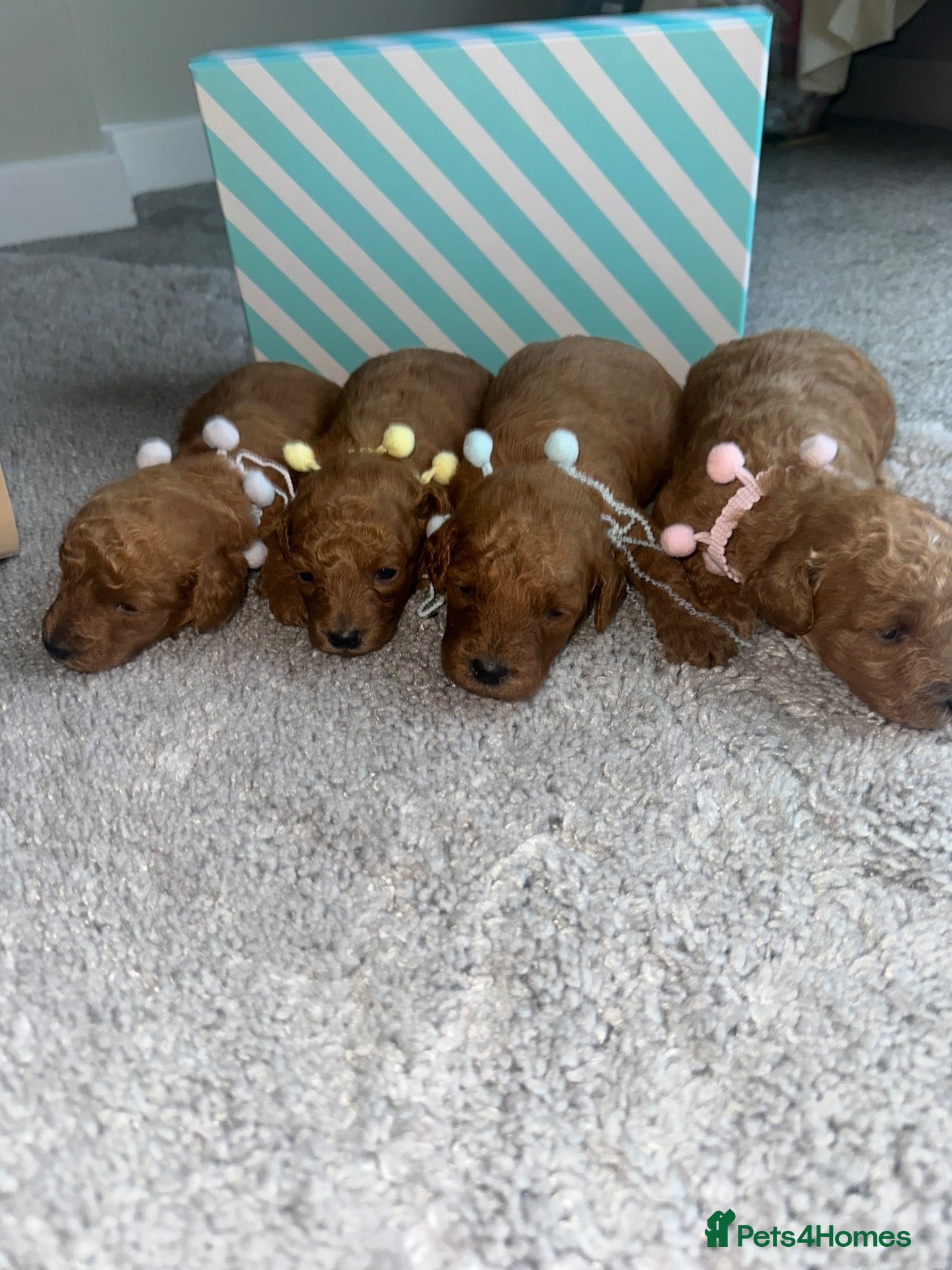 Toy Poodle dogs Toy poodle half Asian  - Advert 7