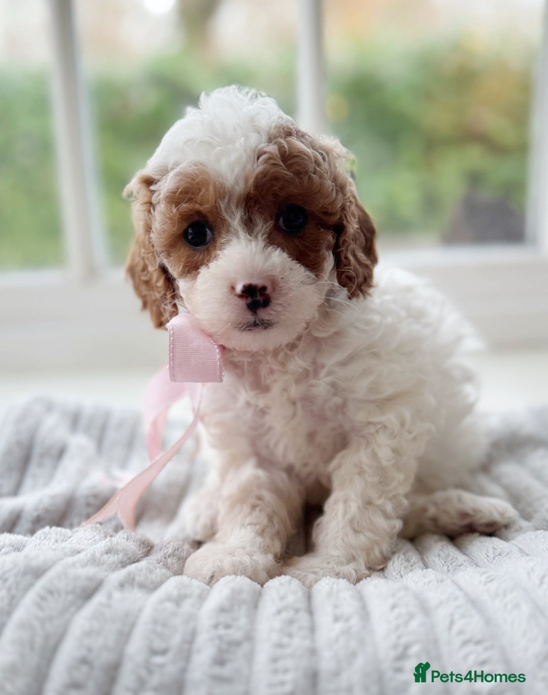 Cavapoochon dogs for sale: Cavapoochon puppies ready to leave 23 December  - Advert 8