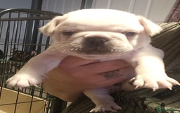 French Bulldog dogs for sale: French bulldog puppies - Image 5